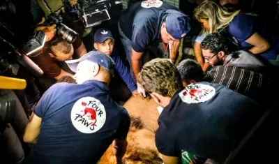 Muchos animales han muerto por las condiciones meteorológicas y económicas, además de los problemas militares en Gaza. 