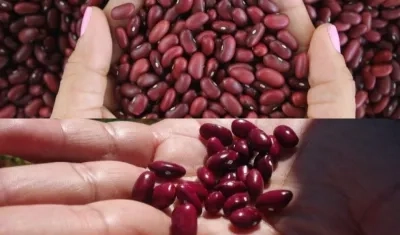 Frijoles biofortificados.