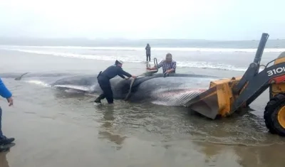  Trabajos de remolque del cuerpo sin vida de una ballena en la orilla de la playa de Tongoy, en la norteña región de Coquimbo (Chile). 