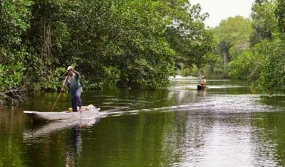 La supervivencia de los manglares está amenazada por las consecuencias de la actividad agrícola y el cambio climático.
