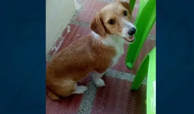 'Luna' perrita perdida.