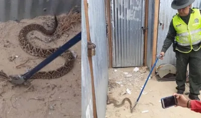 La Policía Ambiental acudió a Caribe Verde por el llamado de los obreros, al aparecer la serpiente.