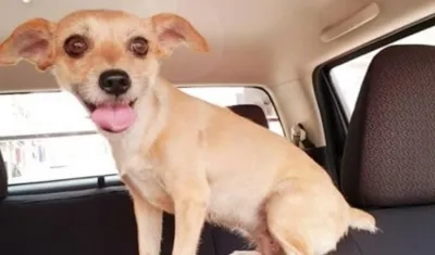 Kandy, la perrita desaparecida en el barrio Montes.