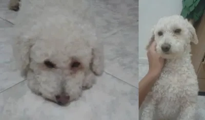 'Yako' se perdió en el barrio La Luz.