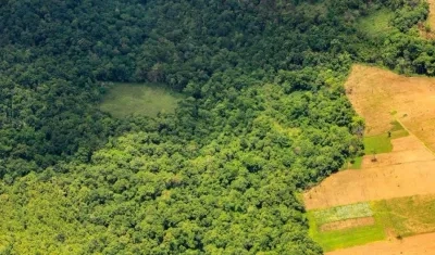 La deforestación ha despertado el interés de la comunidad internacional.