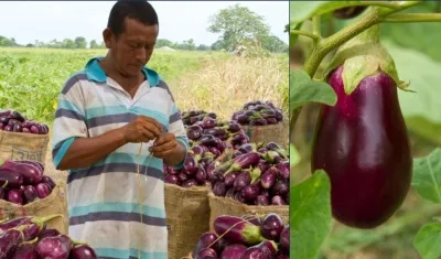 Cultivo de berenjena en Suan.