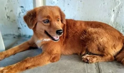 'Zacha', la perrita perdida en el barrio San Antonio.