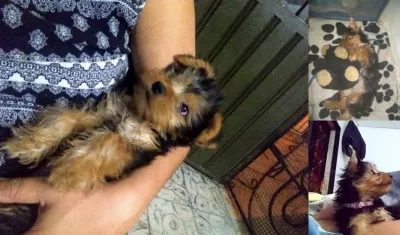 'Chula' se perdió en el barrio Costa Hermosa.