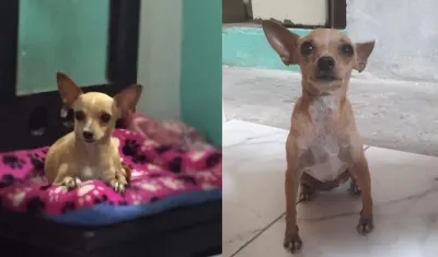 Ella es la perrita 'Lulú Marcela'.