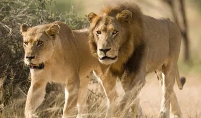 El servicio de Parques Naturales de Sudáfrica afirma que no está seguro de que la manada pertenezca a esta importante reserva.