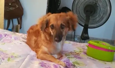 Esta es 'Dulce María', la perrita extraviada en la Ciudadela Metropolitana de Soledad.