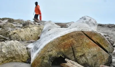 Tronco de madera talado que llegó a las playas de Puerto Colombia.