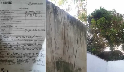 Acta de Barranquilla Verde, árbol de mango y el comején en predios vecinos.