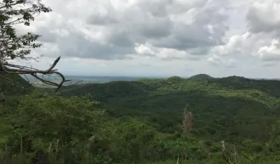Bosque Bijibana en Atlántico.