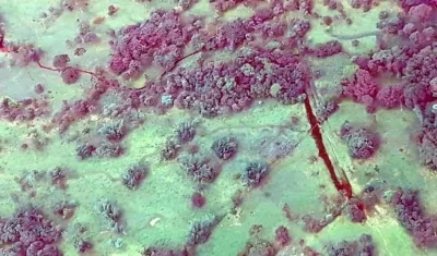 Ecopetrol rechazó el atentado en Arauca.