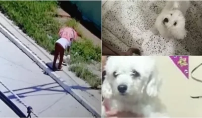 Esta es Lulú, la mascota perdida en San Nicolás.