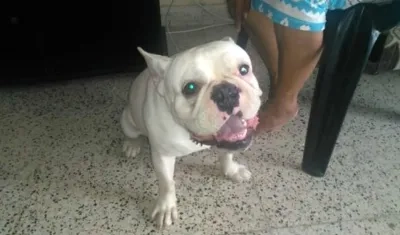 El perro 'Ruffo' está perdido. 