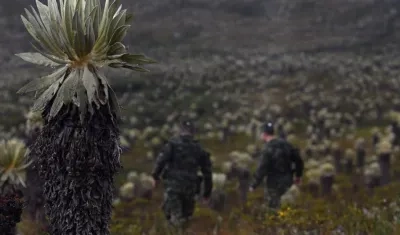 Imagen de los frailejones.