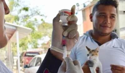 Jornadas a perros y gatos serán dos veces por semana.