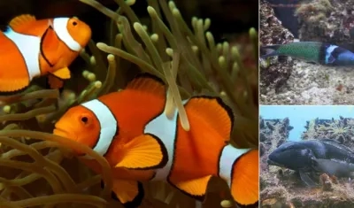 El pez payaso, Labrido de Cabeza Azul y el bacalao azul de Nueva Zelanda son algunos de los peces que cambia de sexo.