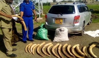 Colmillos de elefante (Oloxodanta africana) capturados por el Servicio de Vida Silvestre de Kenia durante las patrullas de campo.