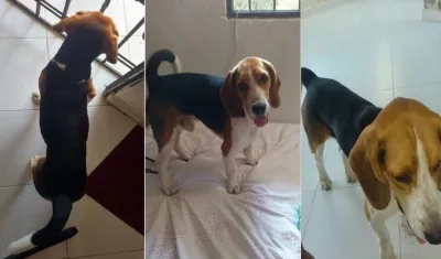 Perro encontrado en el barrio Los Andes.