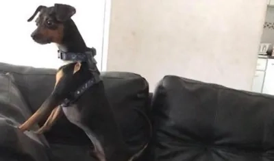 'Toto Mariño', perro extraviado