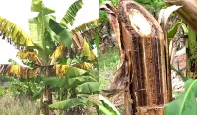 El hongo afectaría a todos los productores de banano y plátano.