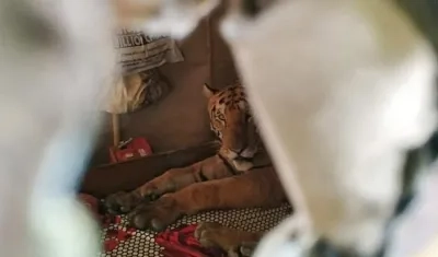 El animal después fue sedado y devuelto a su hábitat.