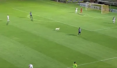 Uno de los perros que hizo presencia en la cancha de La Independencia.