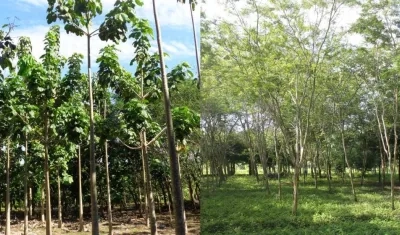  Centro de Investigación Caribia de Agrosavia.