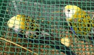 Parte de las especies encontradas al colombiano en el aeropuerto de Tenerife.