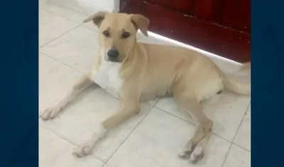 'Sofía', perrita extraviada en el barrio Bellavista.