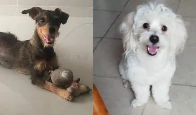 En la foto los dos perros perdidos: 'Doky' y 'Jerry'.
