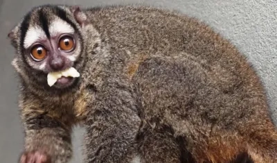 Especie Aotus lemurinus, conocida como mono nocturno.