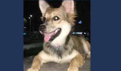 'Abril', mascota perdida en el Parque Venezuela.