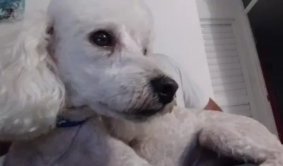 El perro desapareció en el barrio Los Almendros el pasado 2 de agosto.