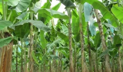 Plantación de bananos en La Guajira afectada por hongo.
