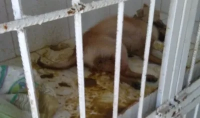 Así mantienen a los perros, según el extrabajador.