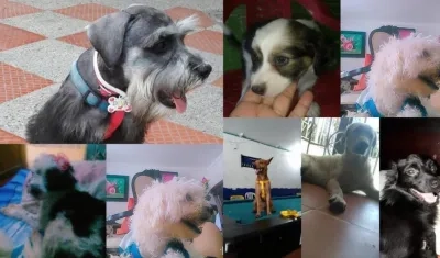 Los 8 perros que murieron tras ser atendidos en la veterinaria.