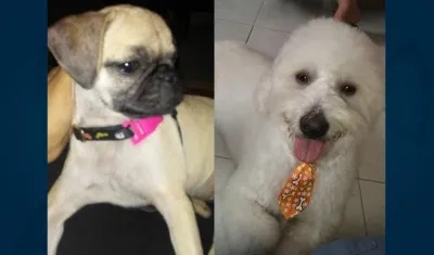 ‘Chiky Luna’ y ‘Oso’ están extraviados.