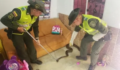 Policías rescatan boa constrictor en una casa en Sabanagrande.