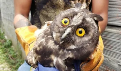 Búho atacado a piedra