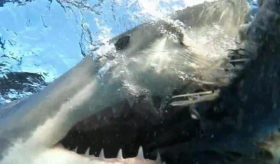 La niña estaba dentro del mar con el agua por la rodilla cuando sintió la mordida.