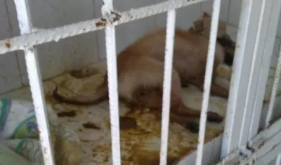 Perro en la veterinaria. Foto suministrada por exempleado.