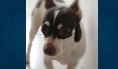 La mascota 'Tomás'.