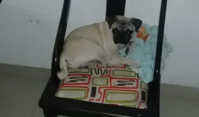 'Godzilla' lleva dos semanas desaparecido.