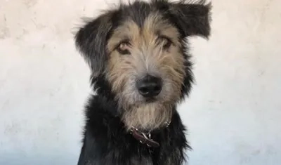 'Monte', protagonista de 'La dama y el vagabundo'.