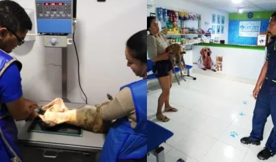 El perro fue atendido en una veterinaria, pero falleció por las lesiones.