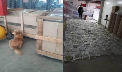 La can 'Kiara', que usa la Policía Antinarcóticos, descubrió el cargamento de droga.